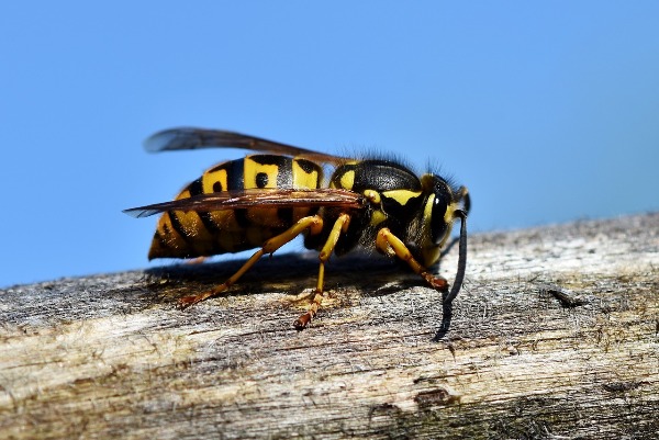 symbolic meaning of wasps