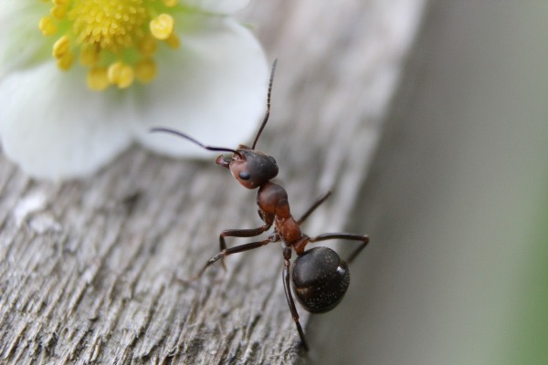 The Ant spiritual Naturetalk