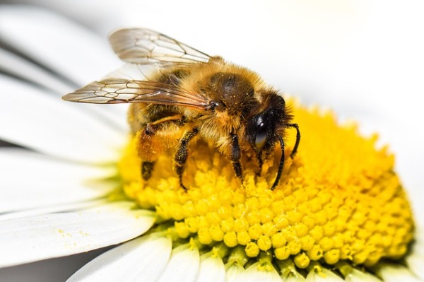 The Bee spiritual Naturetalk