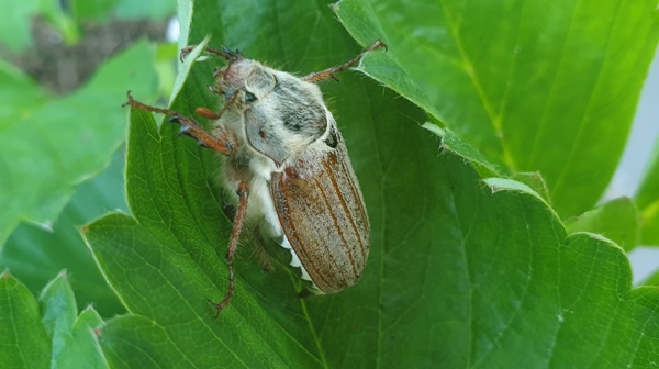 The Beetle spiritual Naturetalk