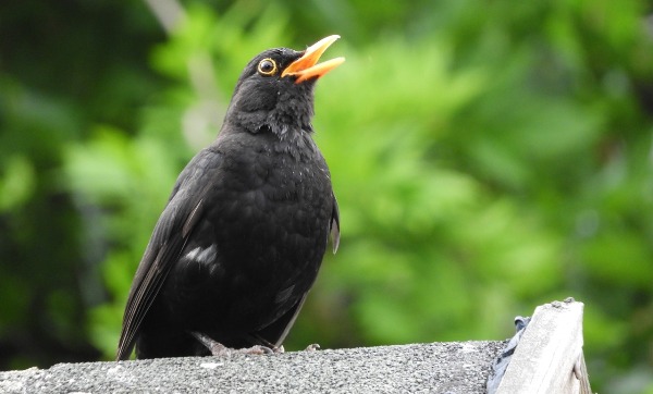 The Blackbird spiritual Naturetalk