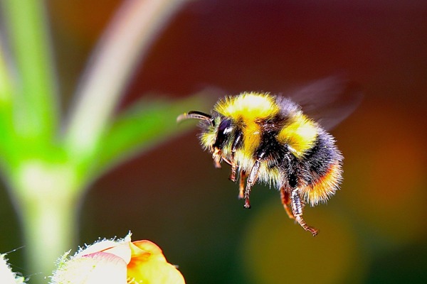 The Bumblebee spiritual Naturetalk