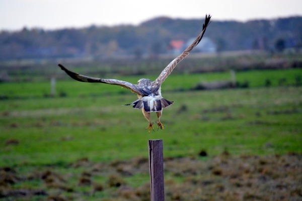 The Buzzard spiritual Naturetalk