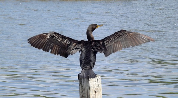 The Cormorant spiritual Naturetalk