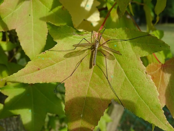 The Crane Fly spiritual Naturtalk