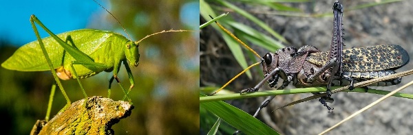 The Cricket and the Grasshopper spiritual Naturetalk