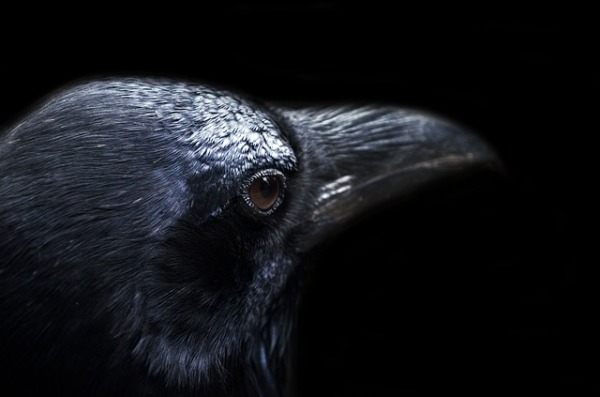 The Crow spiritual Naturetalk