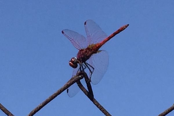 The Dragonfly spiritual Naturetalk