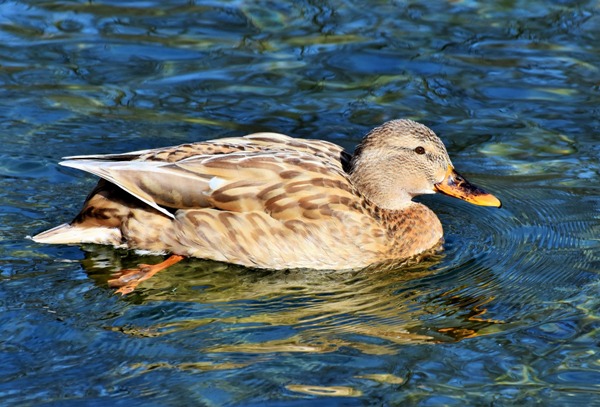 The Duck spiritual Naturetalk