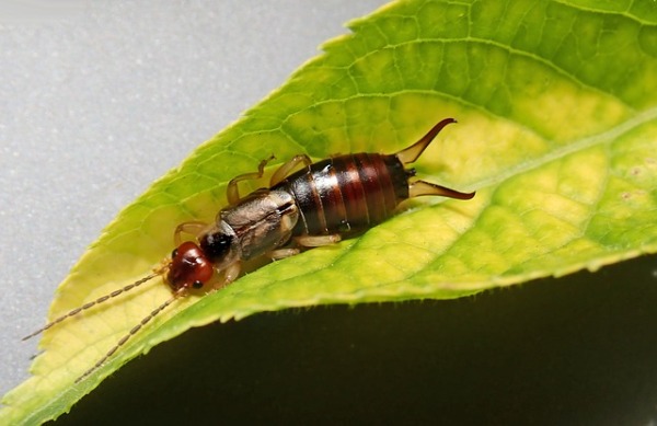 The Earwig spiritual Naturetalk