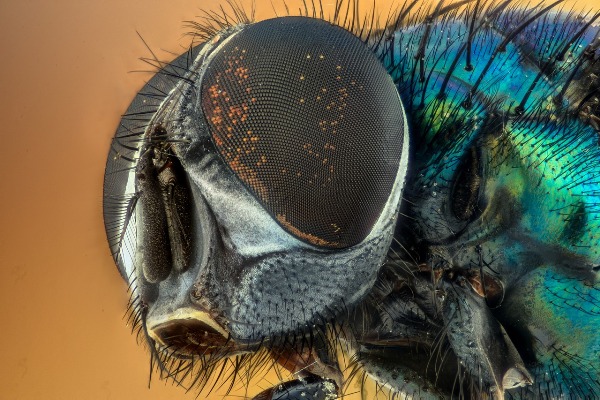 The Fly spiritual Naturetalk