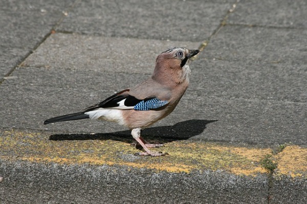 The Jay spiritual Naturetalk