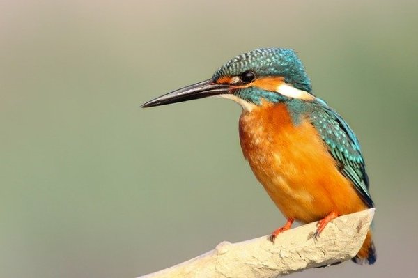 The Kingfisher spiritual Naturetalk