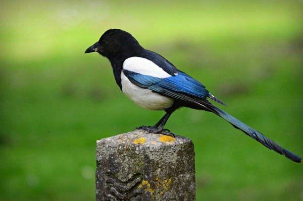 The Magpie spiritual Naturetalk