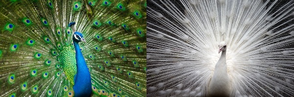 The Peacock spiritual Naturetalk