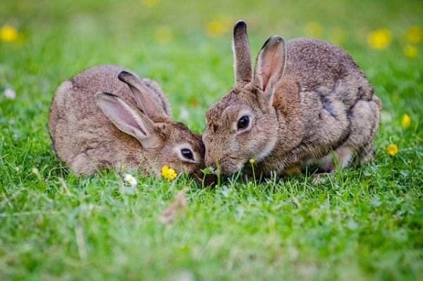 The Rabbit spiritual Naturetalk