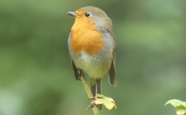 The Robin spiritual Naturetalk