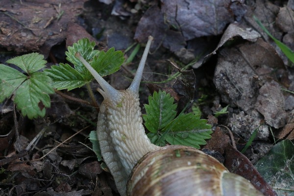 The Snail spiritual Naturetalk