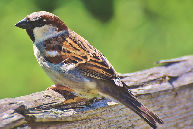 The Sparrow spiritual Naturetalk