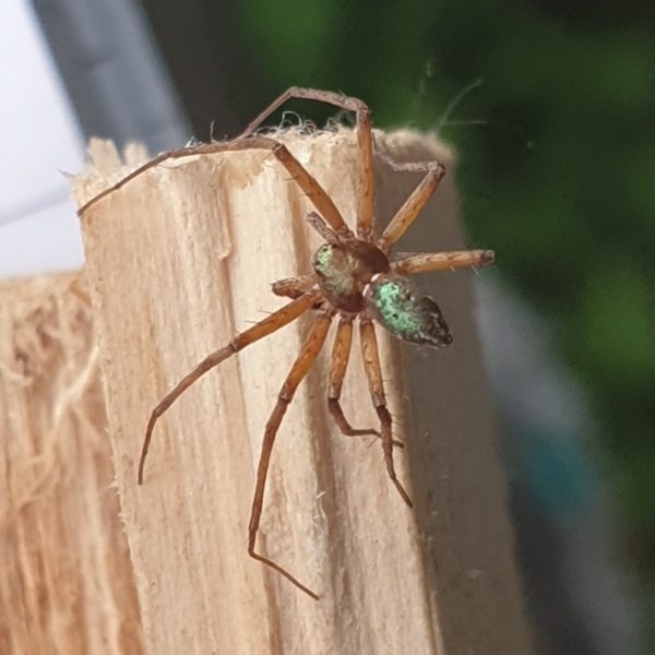 The Spider spiritual Naturetalk