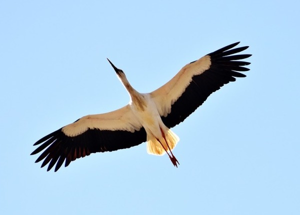 The Stork spiritual Naturetalk