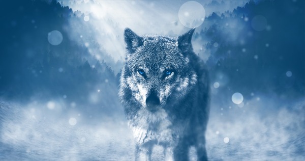 The Wolf spiritual Naturetalk