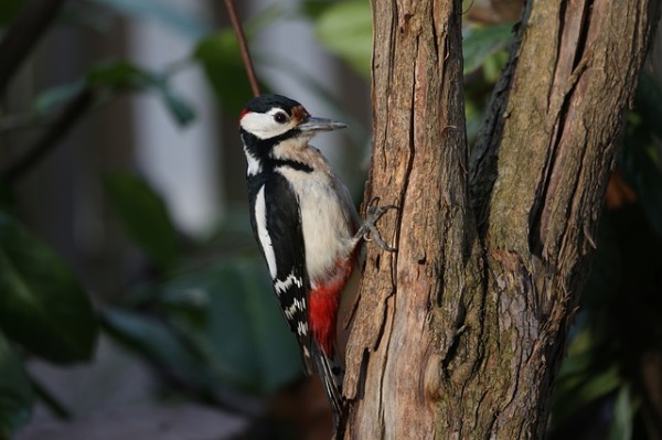 The Woodpecker spiritual Naturetalk