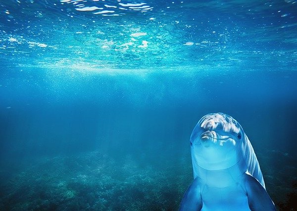 The Dolphin spiritual Naturetalk