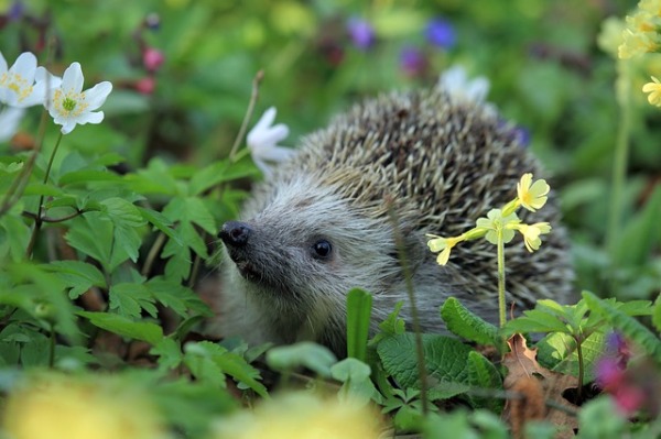 The hedgehog spiritual Naturetalk