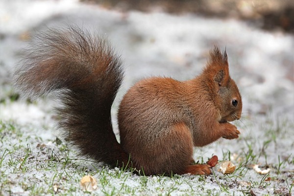 The squirrel spiritual Naturetalk