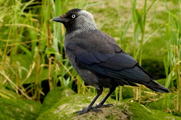 the jackdaw naturetalk