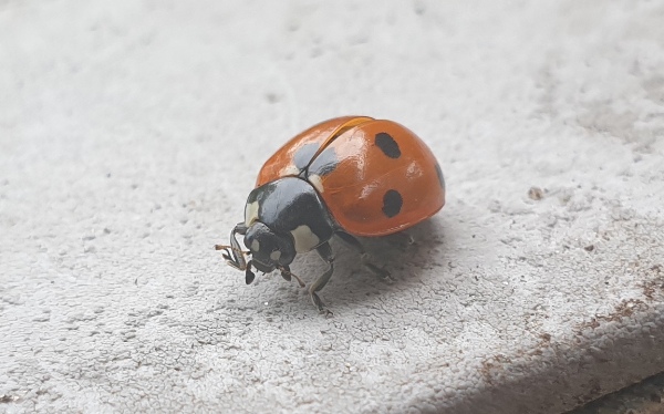 The Ladybug Naturetalk